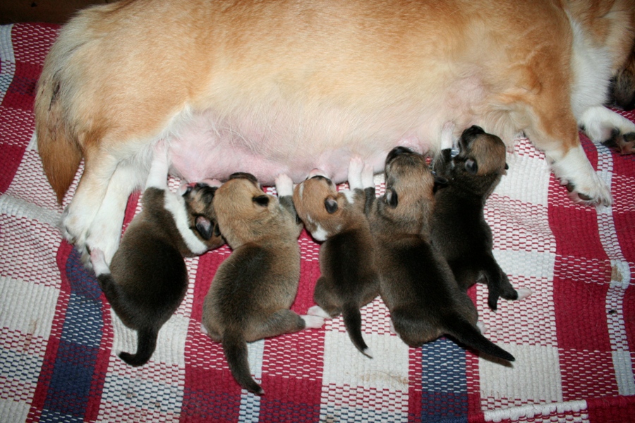 Puppies